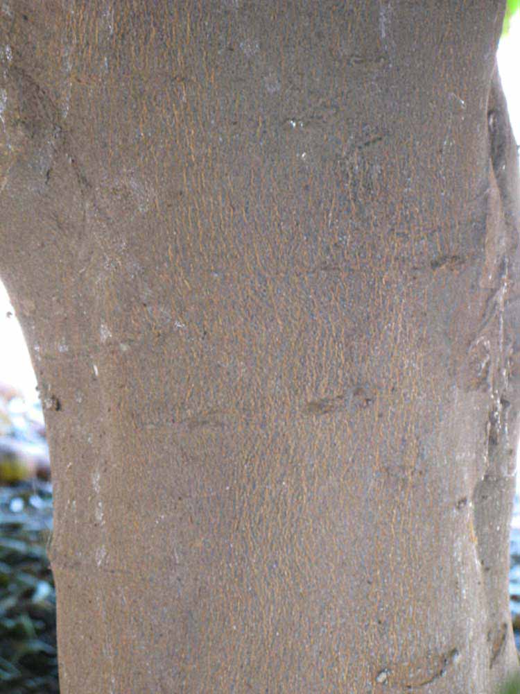            Bark (Riverside, CA)   